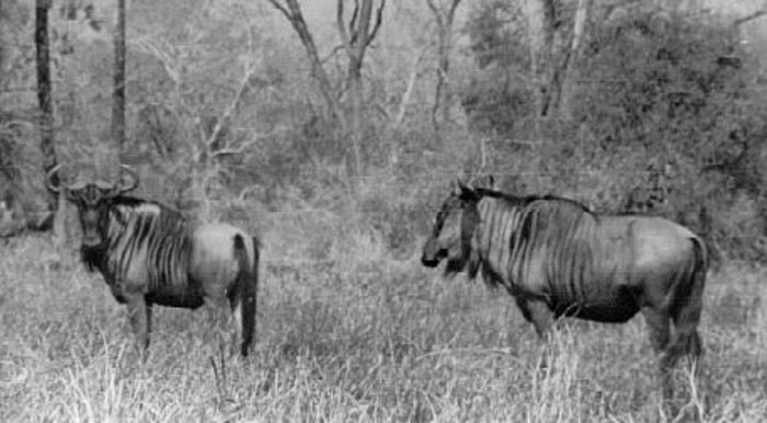 17. Bob Loved Game Photography